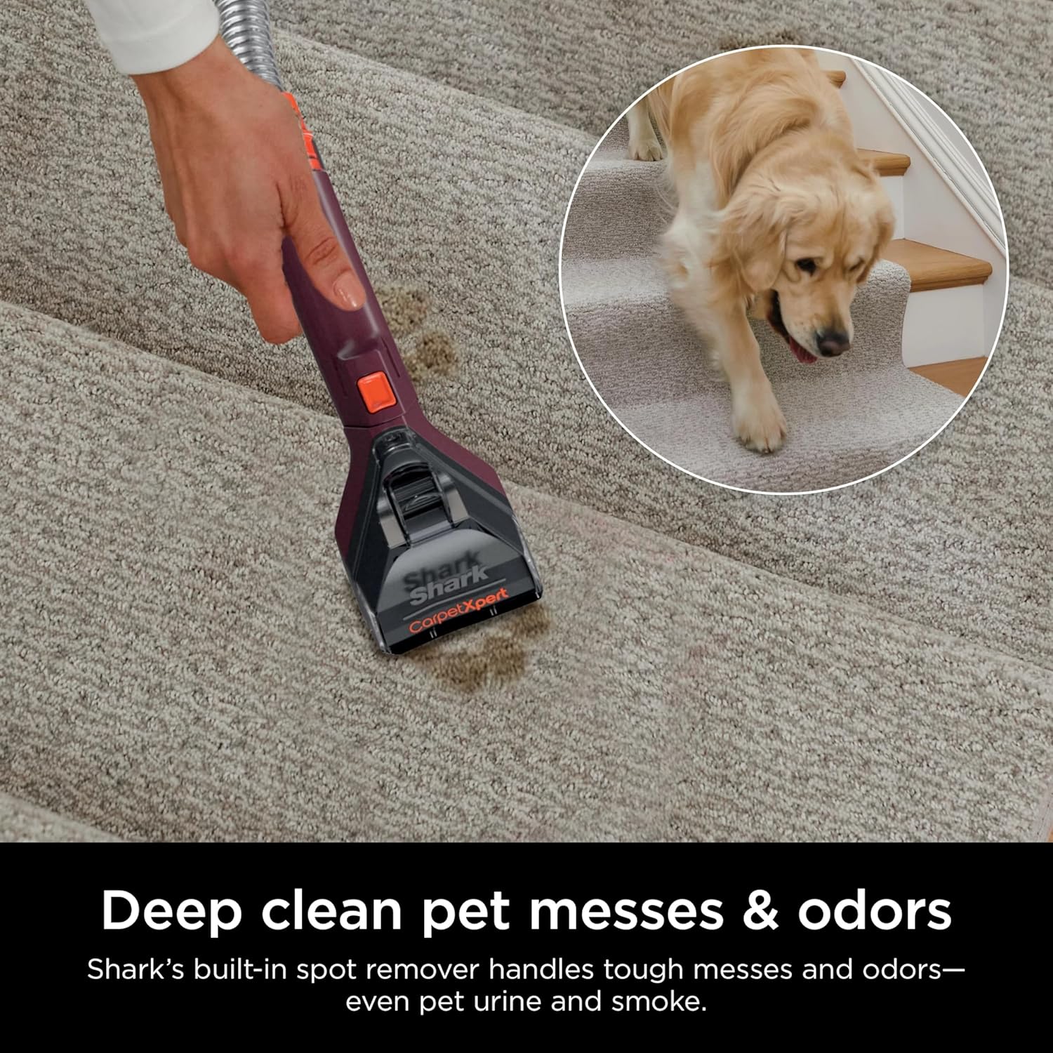 Shark EX150 CarpetXpert Upright Cleaner with Spot Eliminator